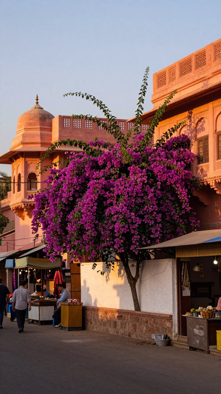 Sunset Street Scene in Jaipur India with Bougainvillea and Local Market Activity in in Jaipur, India