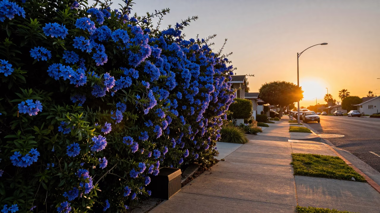Sunset Street Scene in Los Angeles with Plumbago Hedge and Shoebox in in Los Angeles, California, United States