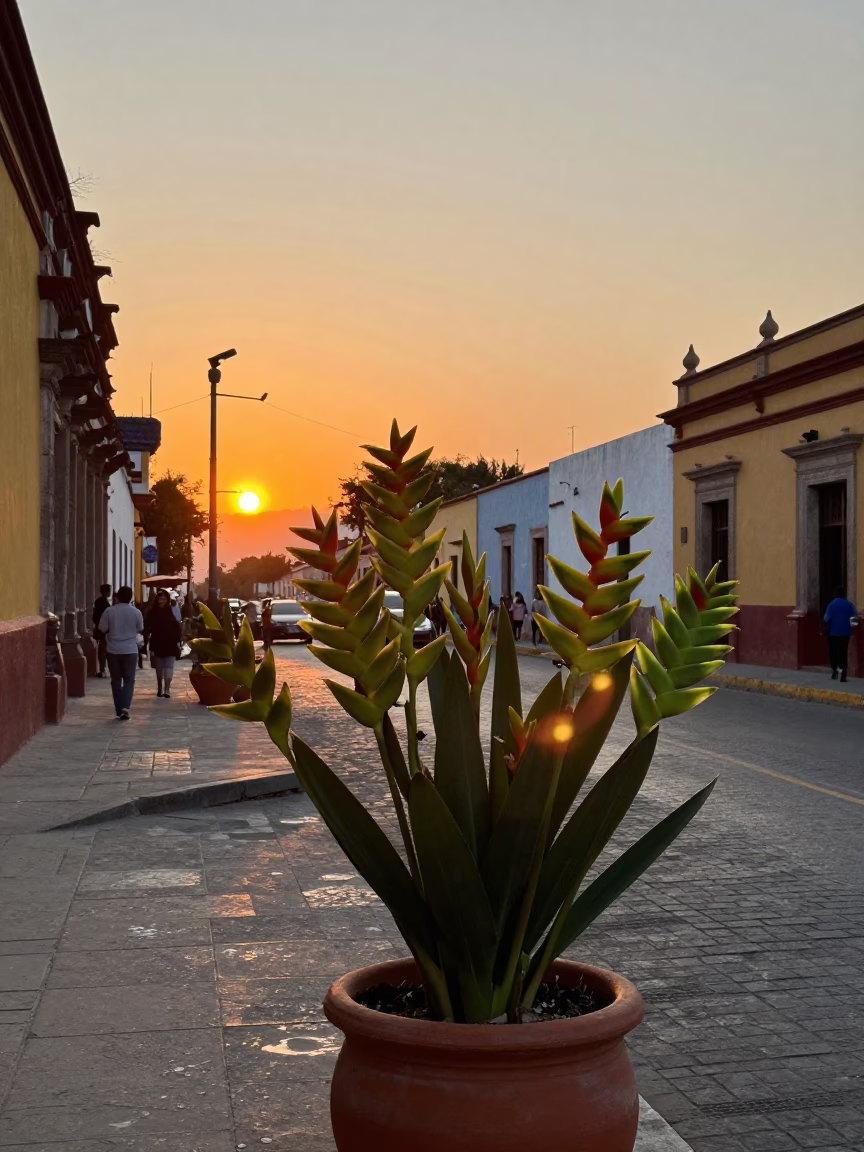 Sunset Street Scene in Oaxaca Mexico with Heliconia Flowers and Local Vendor in in Oaxaca, Mexico