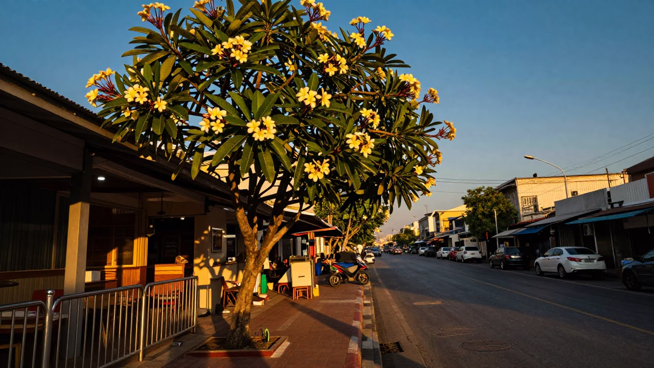 Sunset Street Scene in Phuket Thailand with Frangipani Bloom and Metal Stools in in Phuket, Thailand