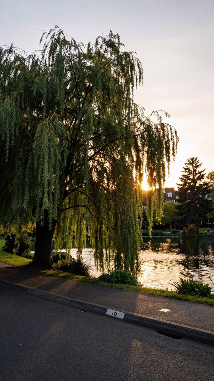 Sunset Street Scene in Portland Oregon Featuring Willow Tree and Pond Reflections in in Portland, Oregon, United States