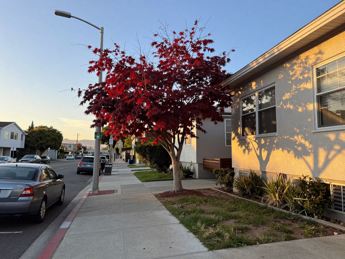 Sunset View of Los Angeles Street with Japanese Maple and Apartment Balcony Life in in Los Angeles, California, United States