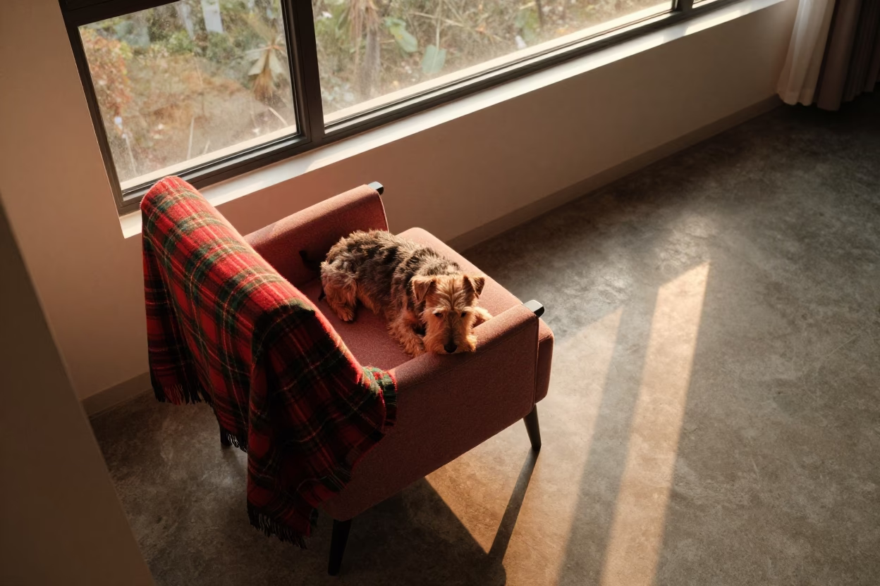 Sunlit Guangzhou Window Seat With Sleeping Terrier in on a window seat in Guangzhou