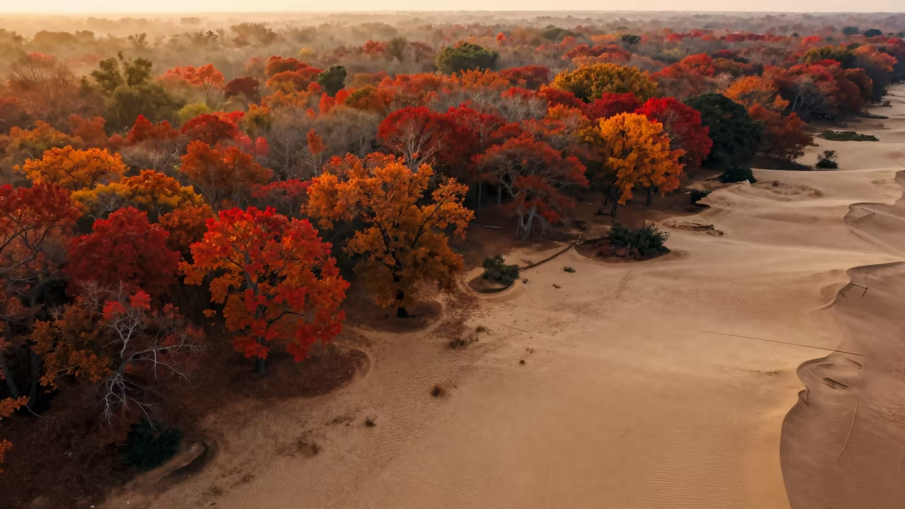 Surreal Autumn Forest Over Pathein Coastline in far above surf-scalloped coastline near Pathein