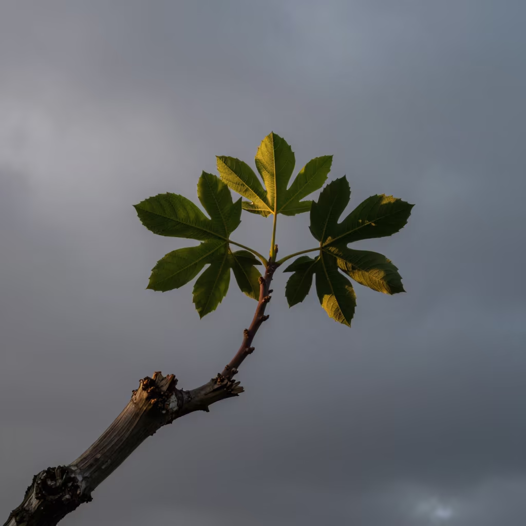 Surreal Thorned Fig Stem Stone Transformation Dawn in in Guatemala