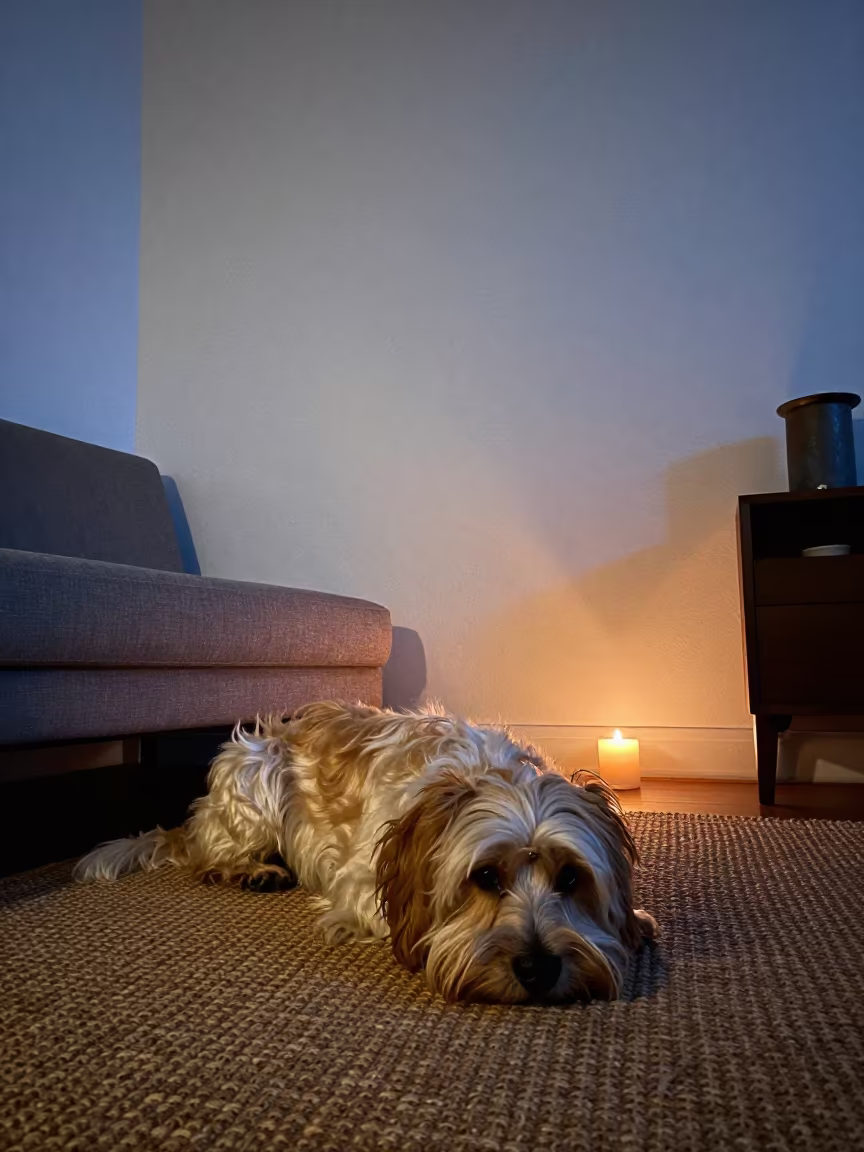 Sussex Spaniel Resting on Rug in Cape Town Home in on a woven rug beside a low couch and an uncluttered wall in Cape Town