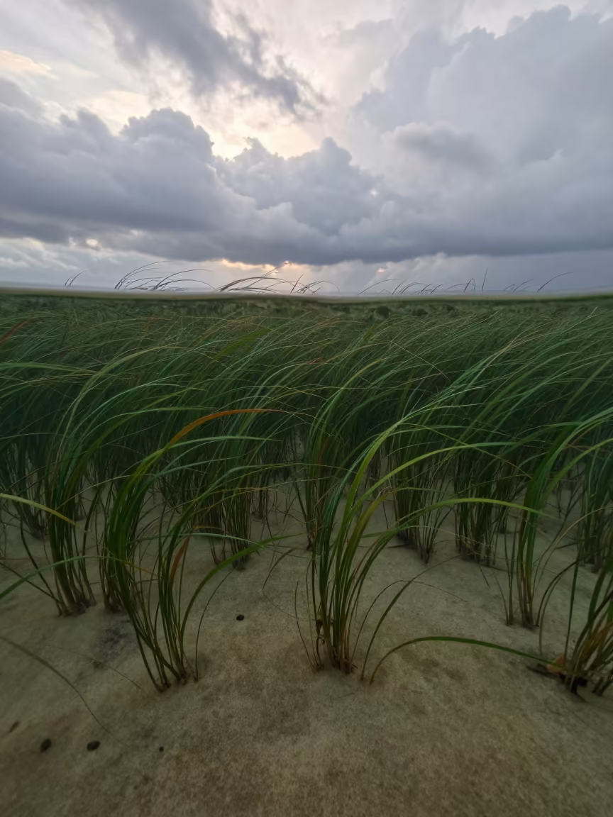 Swaying Seagrass Meadow After Rain in in a bloom-heavy meadow in Indonesia