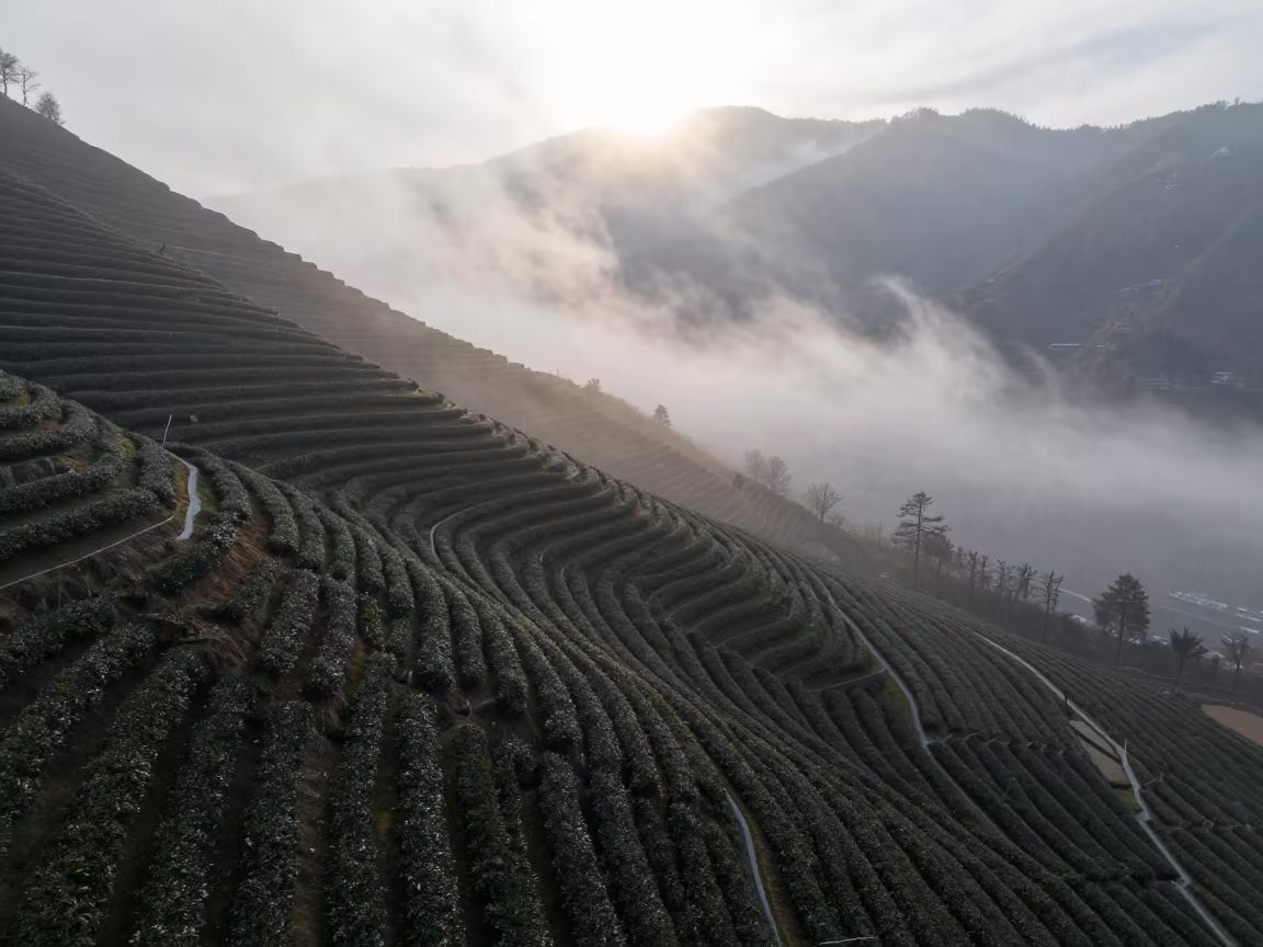 Swiss Tea Terraces Foggy Dawn Aerial View in far above orchard blocks and irrigation lines in Switzerland