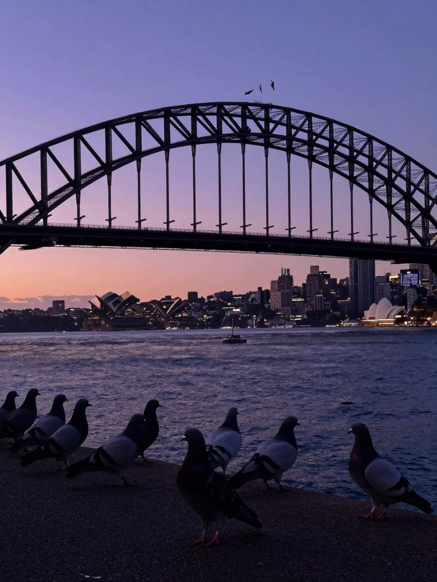 Sydney Harbour Nautical Dawn Pigeons on Harbour Bridge Steel in in Sydney, New South Wales, Australia