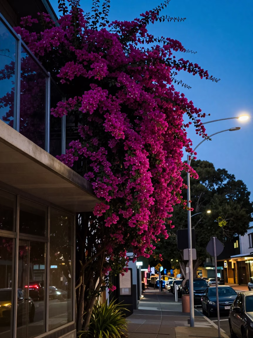 Sydney Twilight Urban Scene with Bougainvillea Cascade and Glass Observatory in in Sydney, New South Wales, Australia