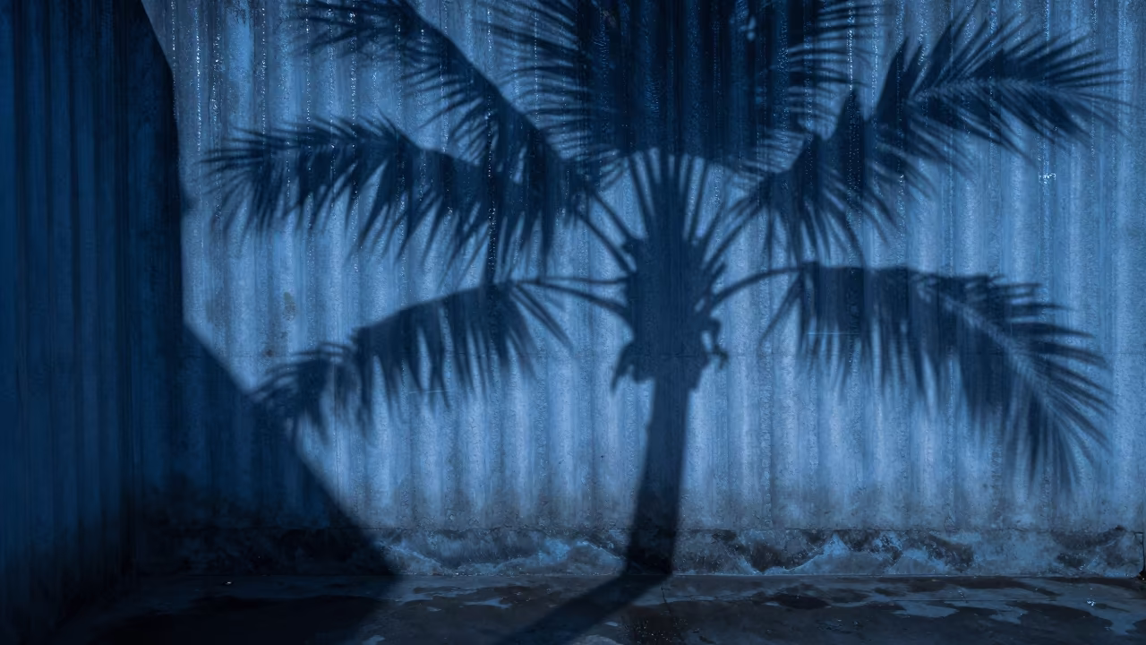 Symmetrical Palm Shadows on Concrete Wall Salvador in near Salvador