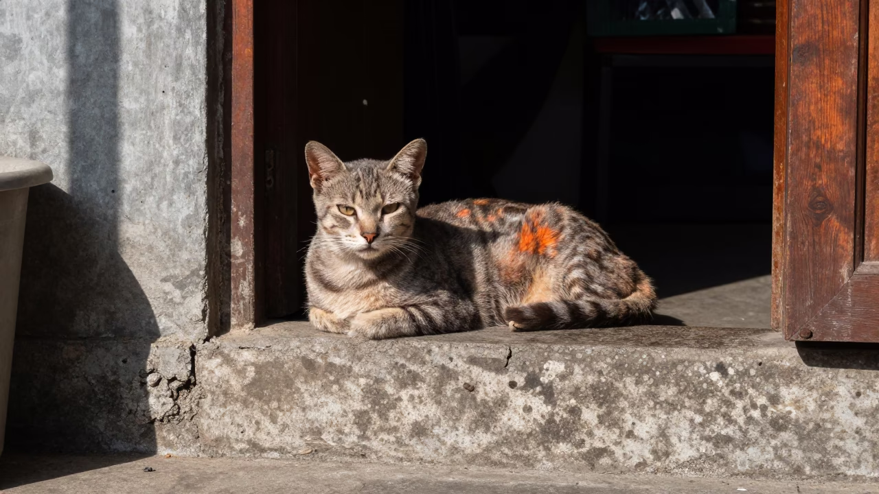 Tabby Cat in Denpasar in in Denpasar, Indonesia
