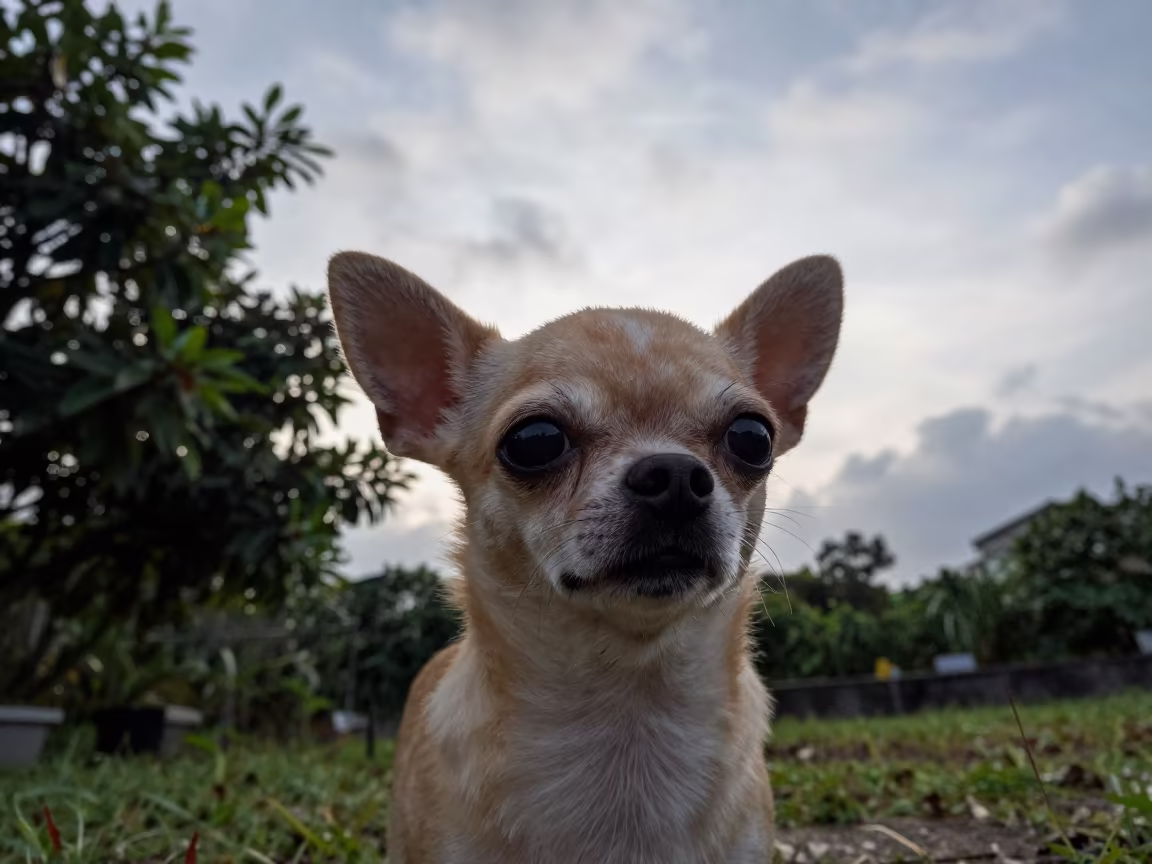 Tainan Morning Portrait of a Small Chihuahua in near a garden edge with soft morning light and an uncluttered background near Tainan