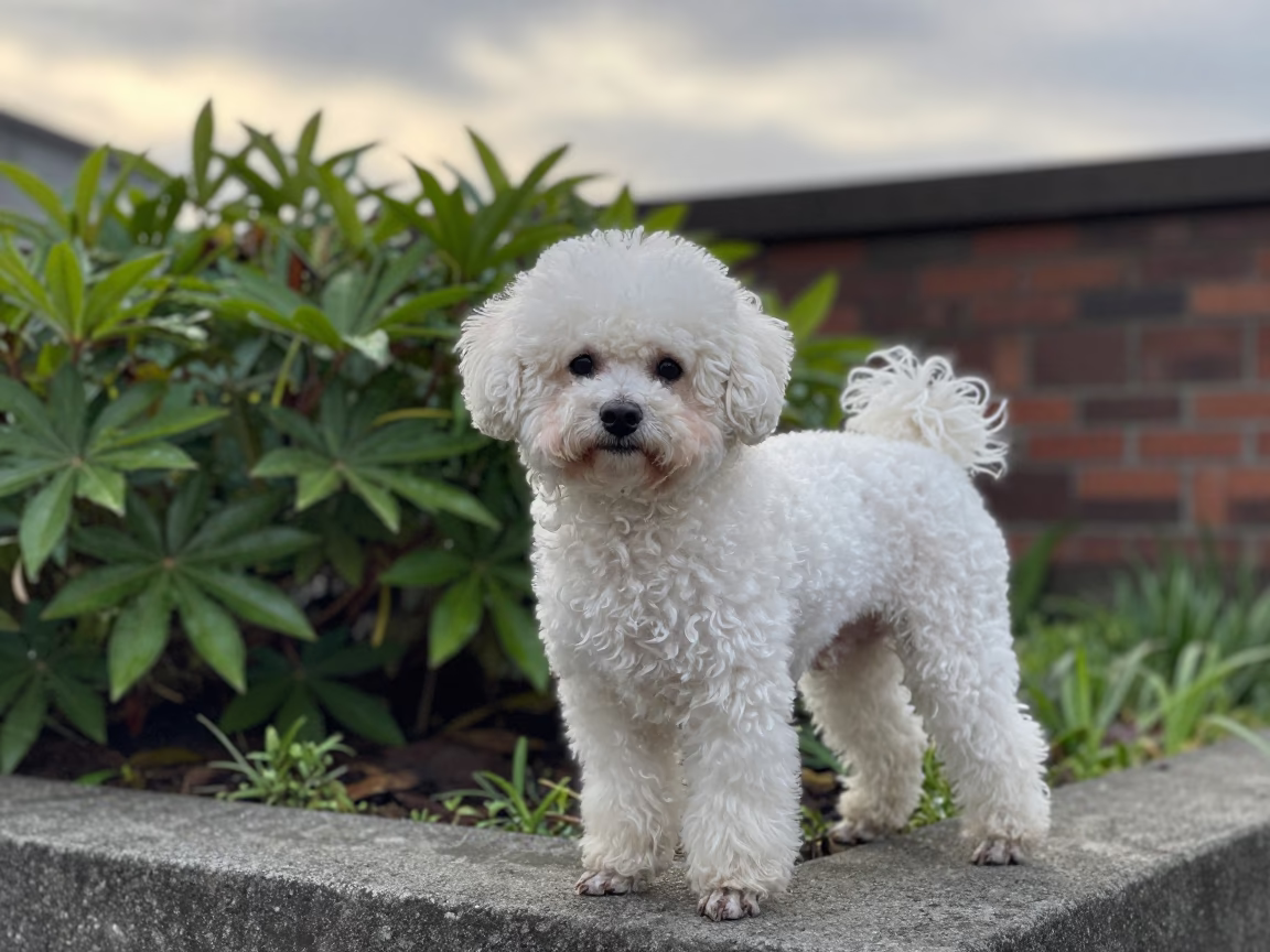 Taipei Garden Portrait of Teacup Poodle in near a garden edge with soft morning light and an uncluttered background near Taipei