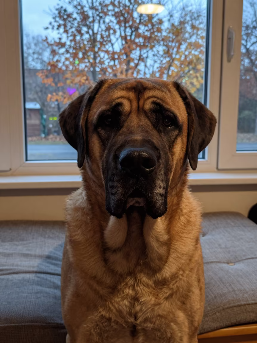 Taiyuan Mastiff Portrait on Window Seat in on a cushioned window seat with soft side light and an uncluttered background near Taiyuan