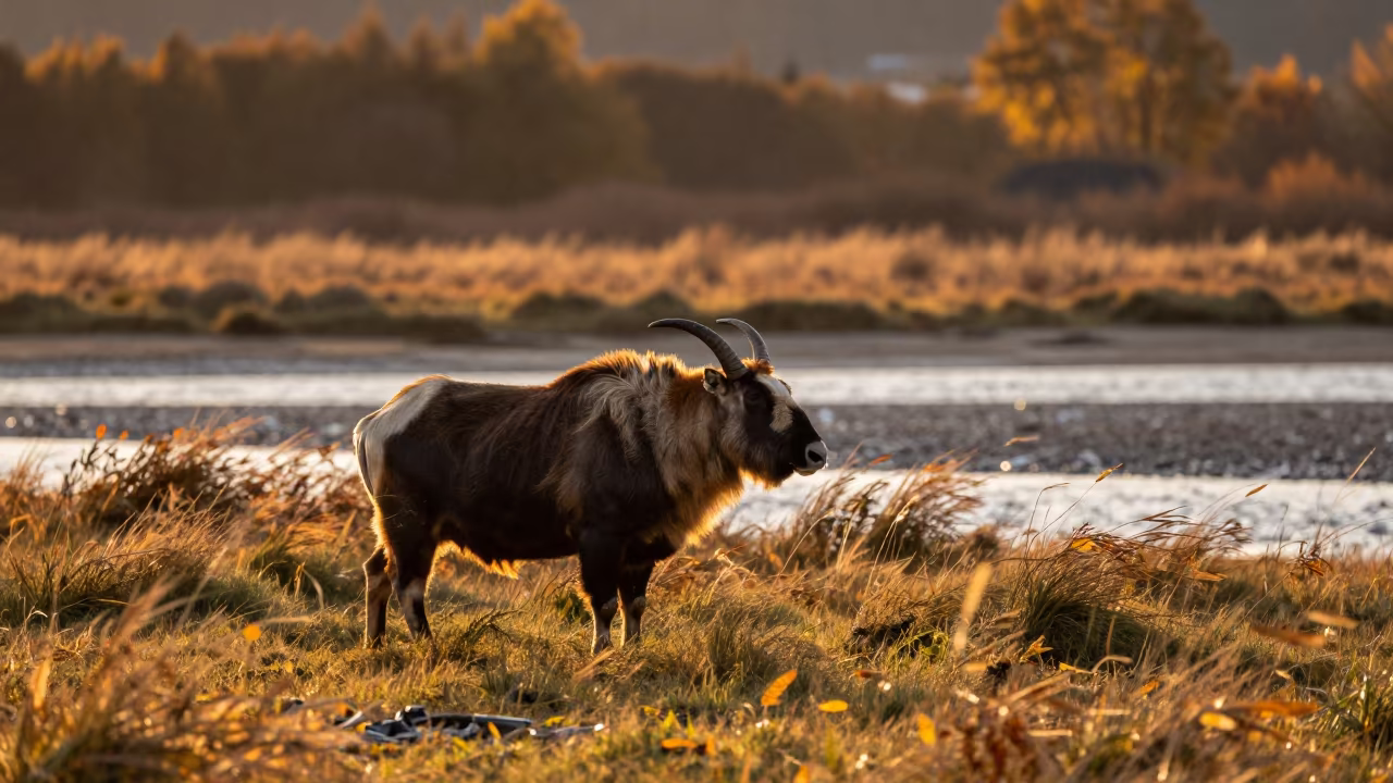 Takin in Austrian Tidal Inlet at Sunset in beside a tidal inlet in Austria