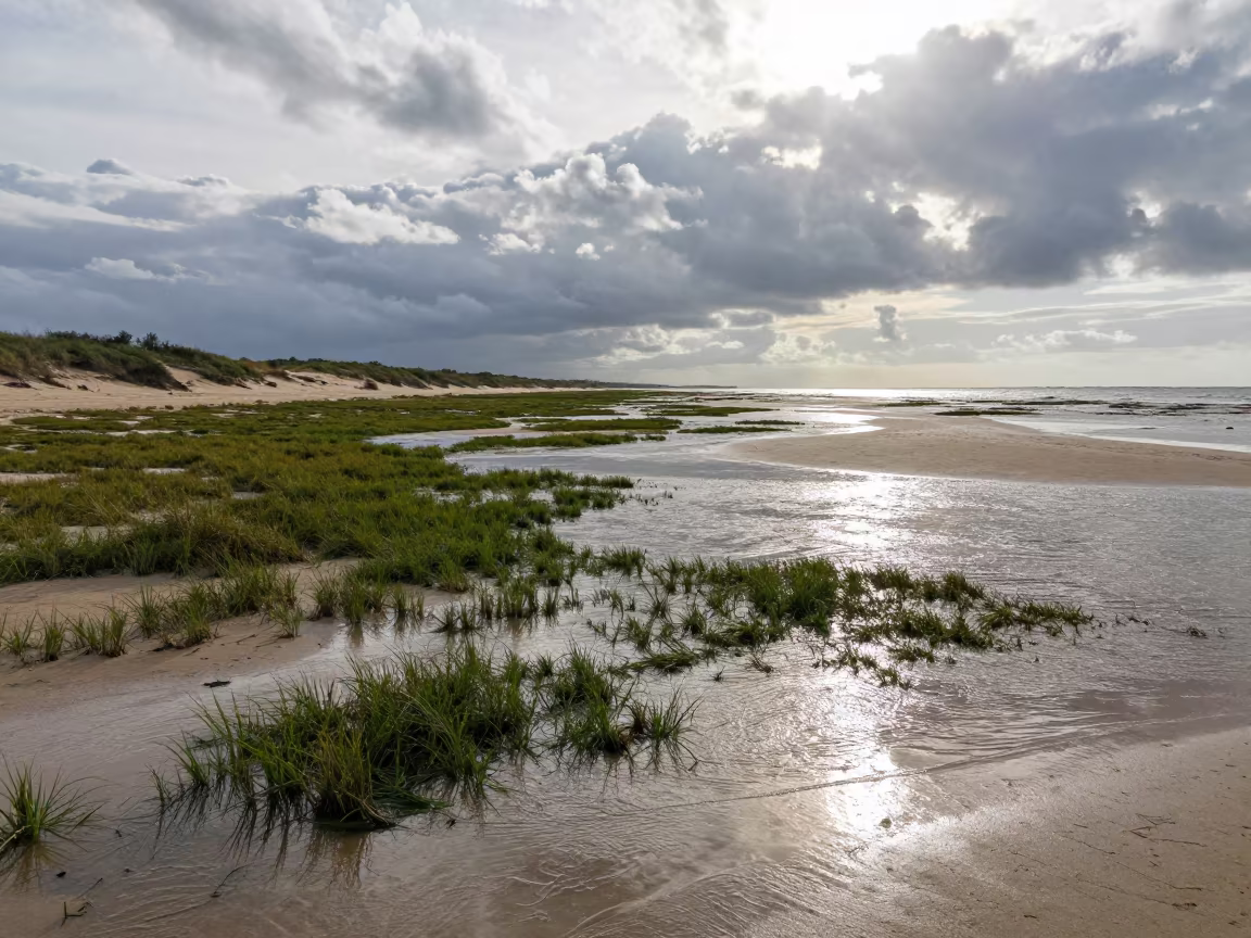 Tanzania Dune Grass Late Afternoon Rainy Season in along a wave-cut shoreline in Tanzania