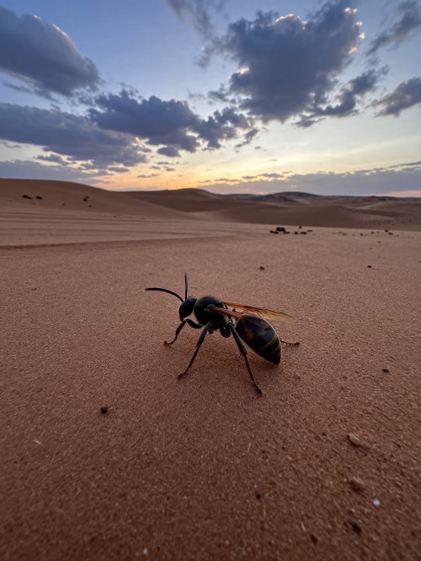 Tarantula Hawk Wasp in Indigo Morocco Twilight in on a wind-scoured ridge in Morocco
