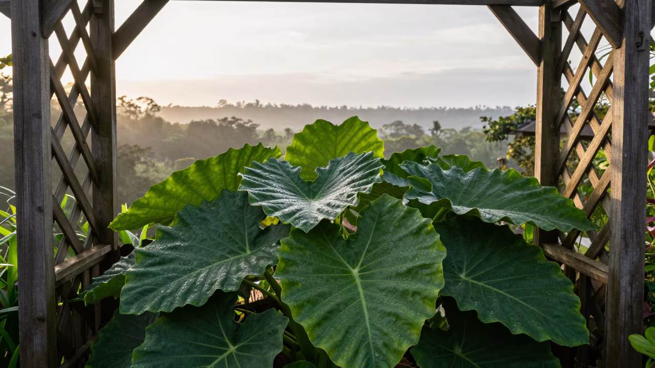 Taro Plant First Light Queensland Garden in in Queensland