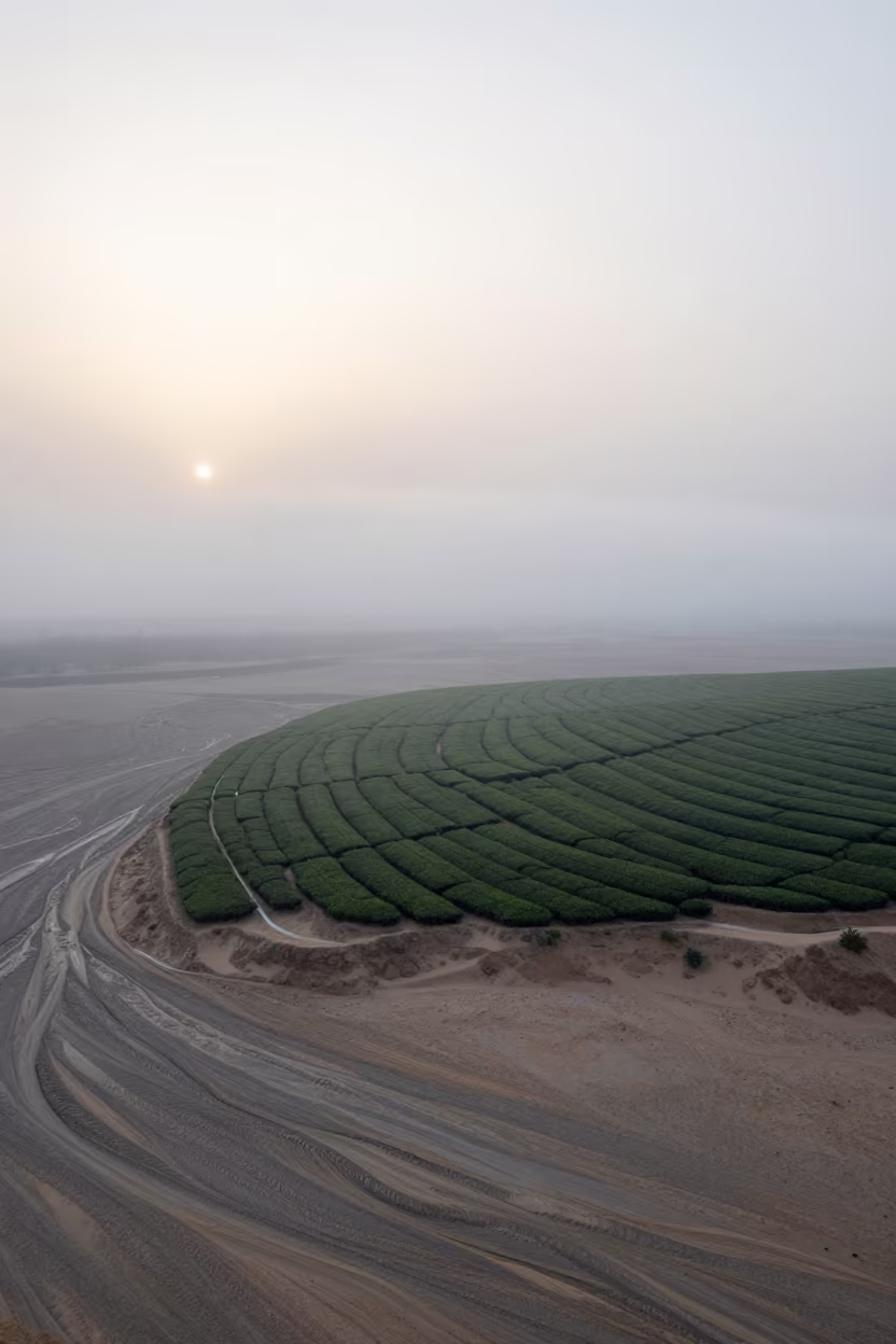 Tea Plots Stepping into Clouds Above Kandhkot in above dune fields and dry wadis near Kandhkot