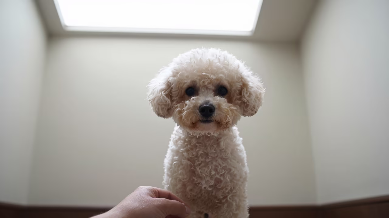 Teacup Poodle Portrait Beside Plaster Wall in Kano in beside a plain plaster wall in soft indoor light with the animal centered in frame in Kano