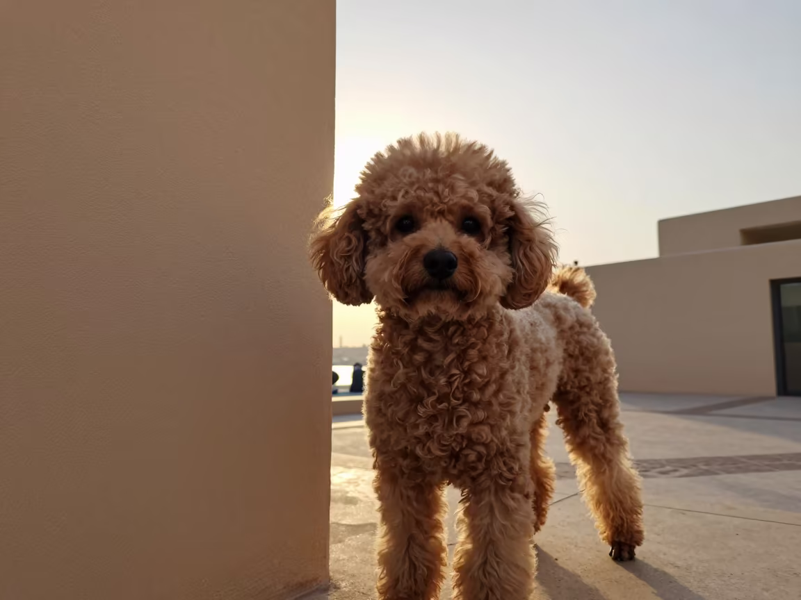 Teacup Poodle Portrait by Marina Wall in beside a plain courtyard wall in clear daylight with the animal at eye level in Marina, Dubai