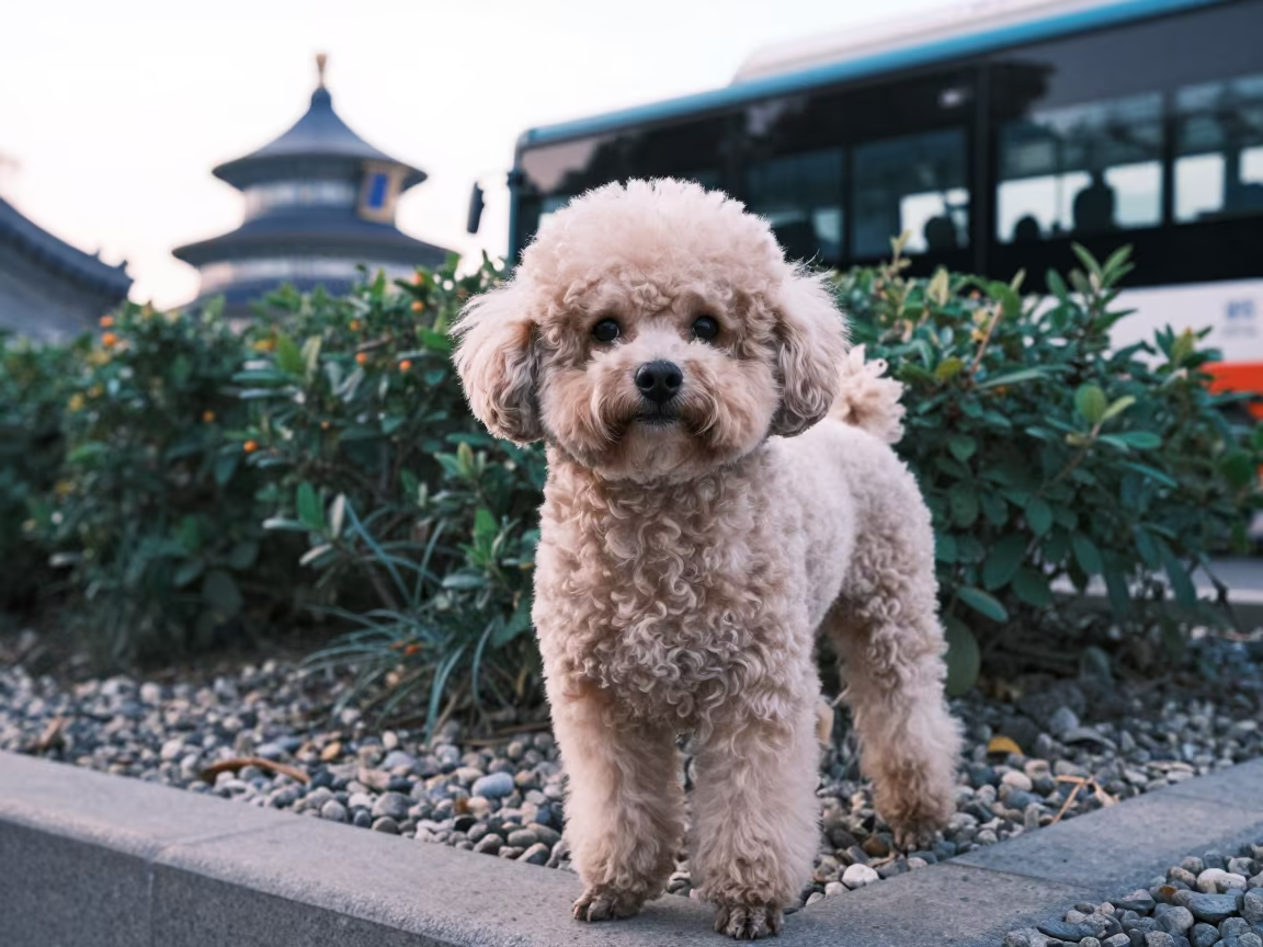 Teacup Poodle Portrait in Beijing Garden Light in near a garden edge with soft morning light and an uncluttered background in Wangfujing, Beijing