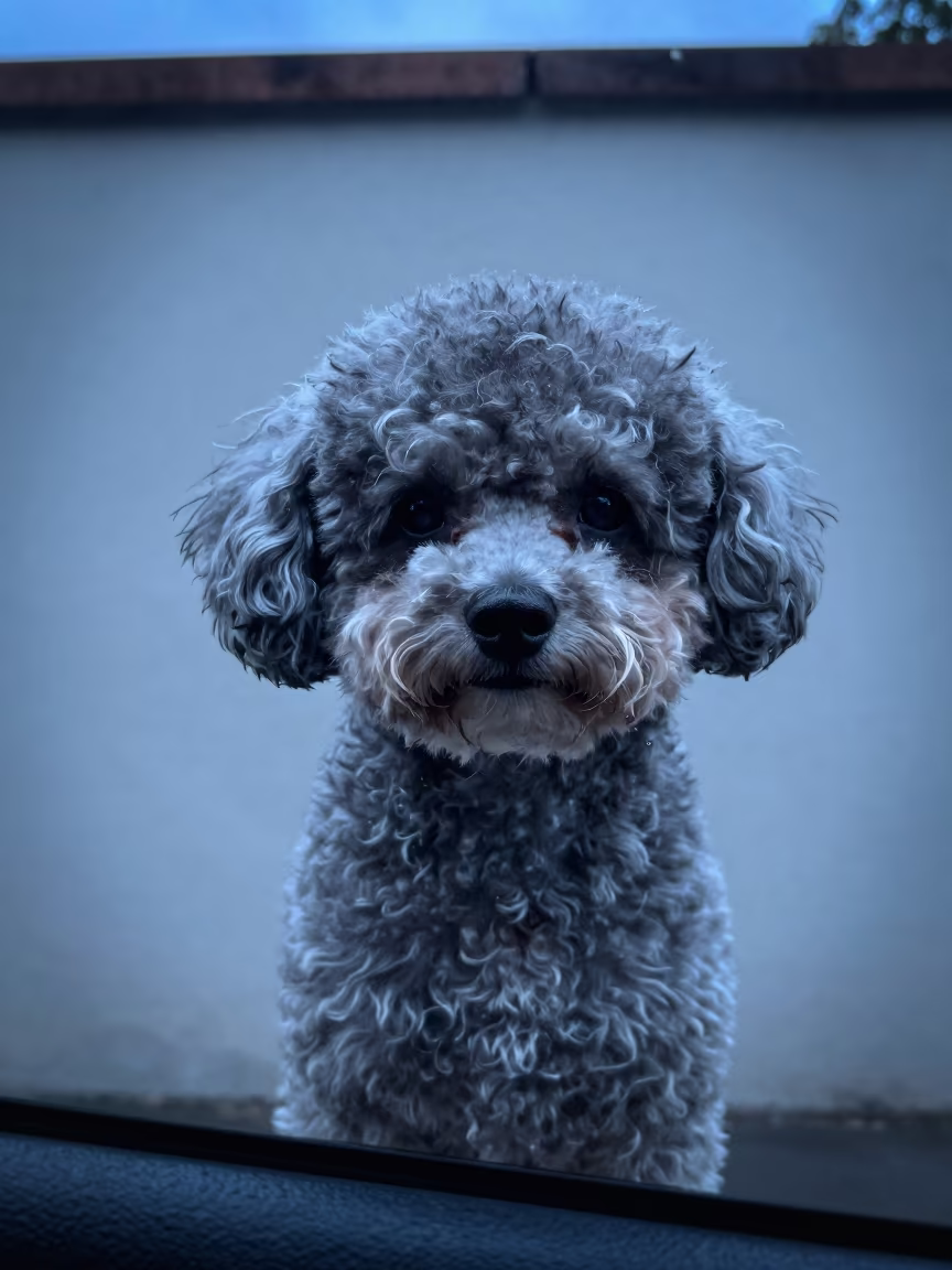 Teacup Poodle Portrait in Caracas Drizzle in beside a plain courtyard wall in clear daylight with the animal at eye level in Caracas