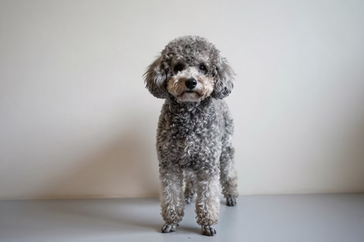 Teacup Poodle Portrait in Christchurch Light in beside a plain plaster wall in soft indoor light with the animal centered in frame in Christchurch