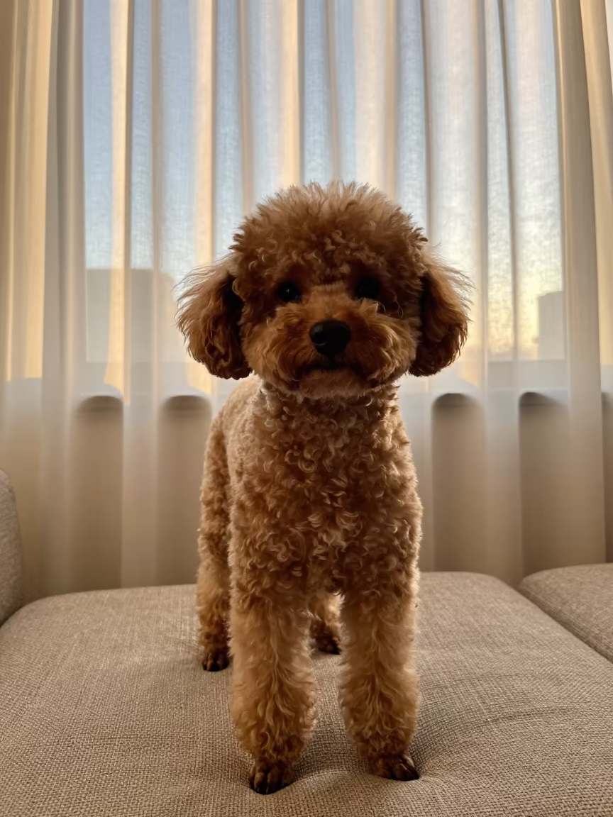 Teacup Poodle Portrait in Essen Living Room in on a sofa near a curtained window with calm indoor light in Essen