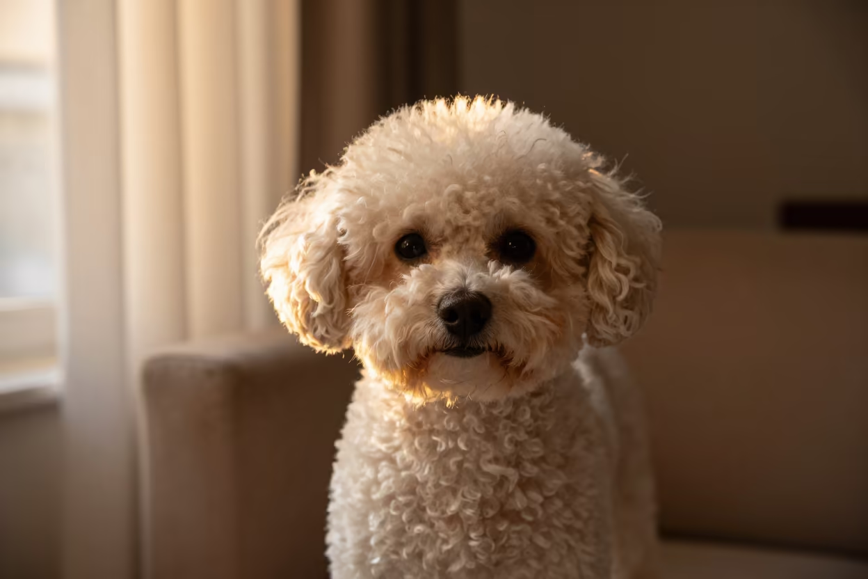 Teacup Poodle Portrait in Evening Light in on a sofa near a curtained window with calm indoor light near Ciudad Bolívar