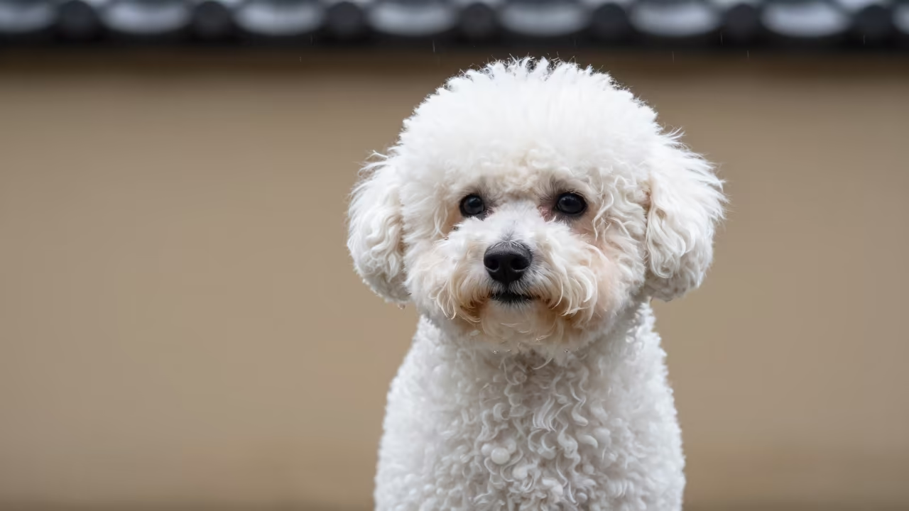 Teacup Poodle Portrait in Higashiyama Courtyard in beside a plain courtyard wall in clear daylight with the animal at eye level in Higashiyama, Kyoto