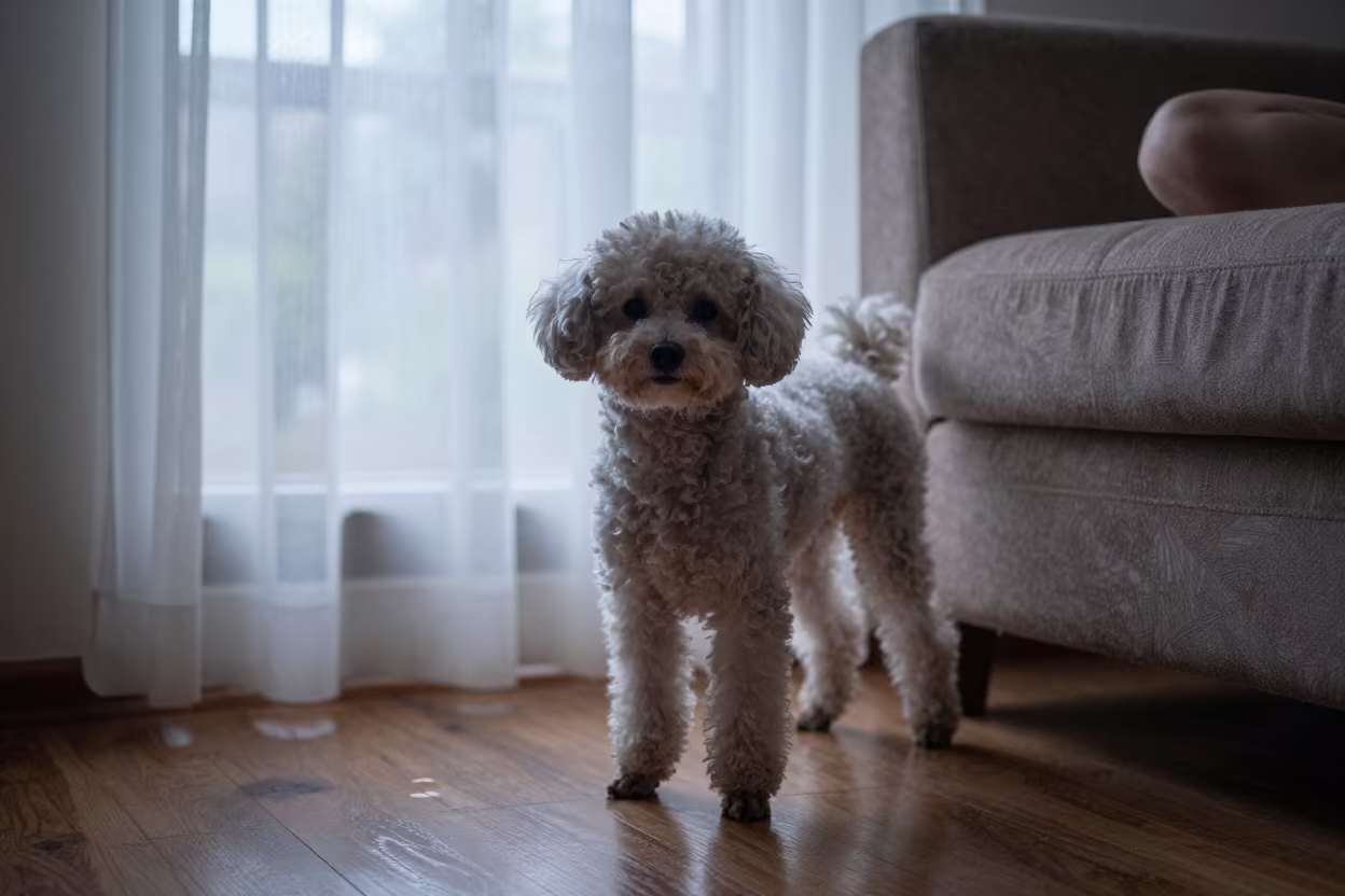 Teacup Poodle Portrait in Holguin Dawn Light in on a sofa near a curtained window with calm indoor light in Holguin