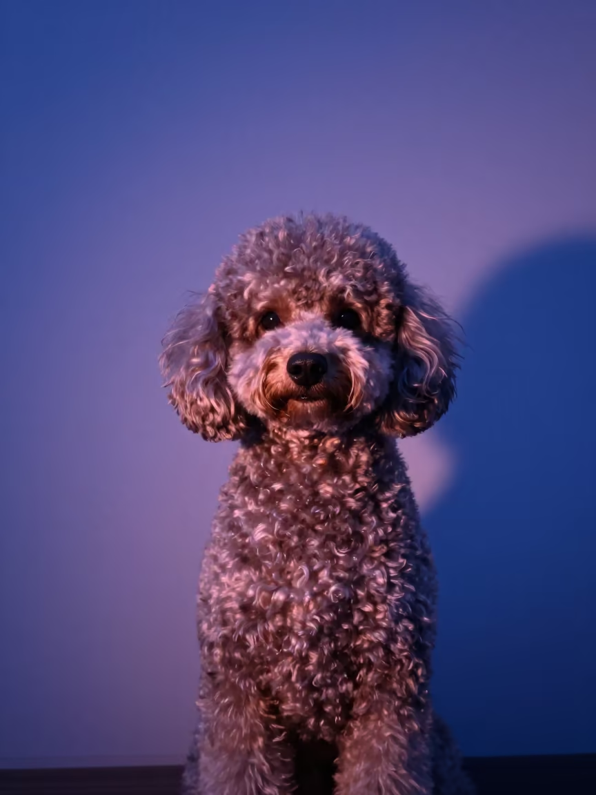 Teacup Poodle Portrait in Indigo Twilight Neon Light in beside a plain plaster wall in soft indoor light with the animal centered in frame in Lucknow
