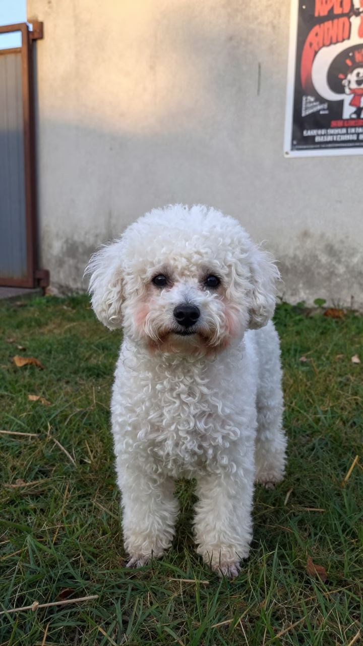 Teacup Poodle Portrait in Junagadh Yard in in a small yard with clipped grass, calm light, and the animal centered in frame near Junagadh