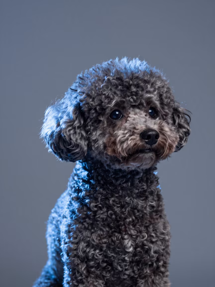 Teacup Poodle Portrait in Kaohsiung Twilight in in a quiet portrait studio with a plain backdrop and eye-level framing in Kaohsiung