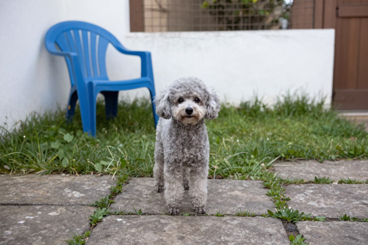 Teacup Poodle Portrait in Kerman Yard in in a small yard with clipped grass, calm light, and the animal centered in frame in Kerman