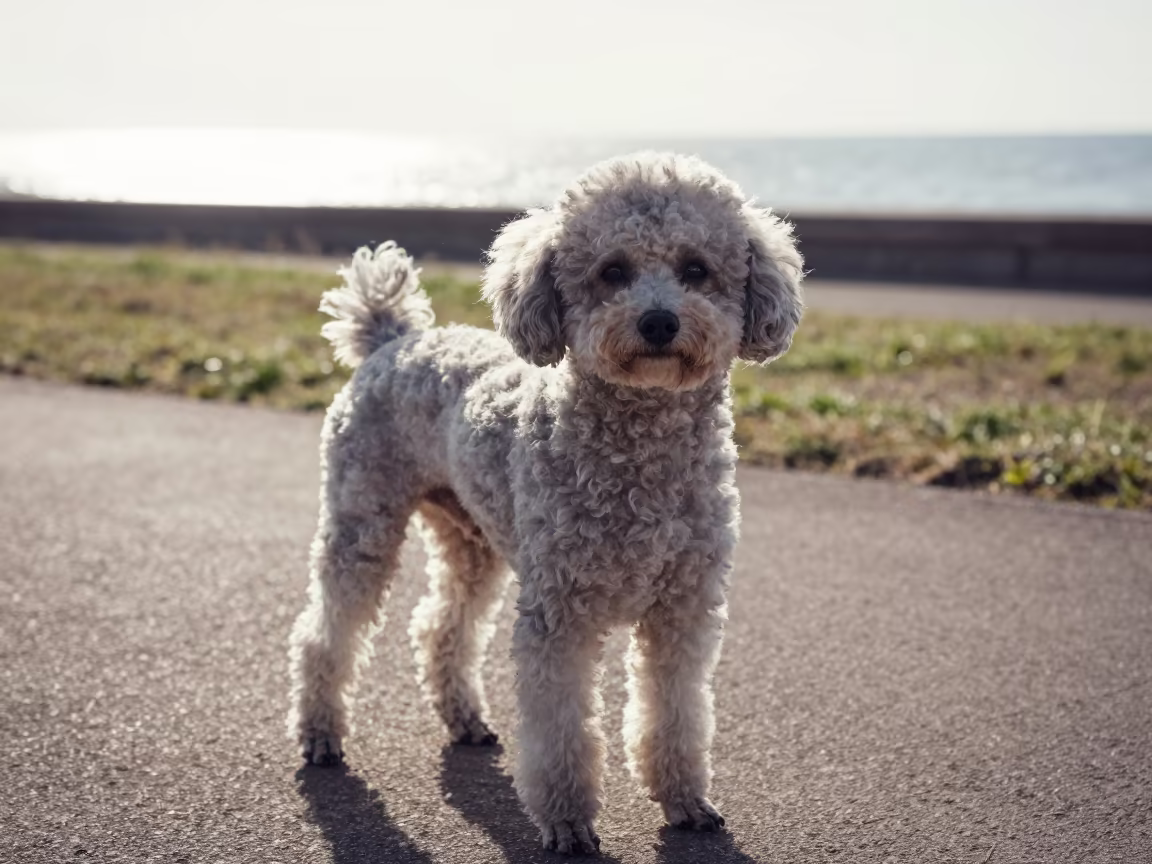 Teacup Poodle Portrait in Late Afternoon Park Light in along a quiet park path with soft open shade and a clean background near Rason