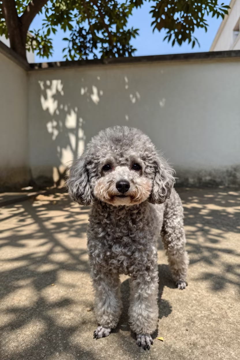 Teacup Poodle Portrait in Leme Courtyard Dappled Light in beside a plain courtyard wall in clear daylight with the animal at eye level near Leme