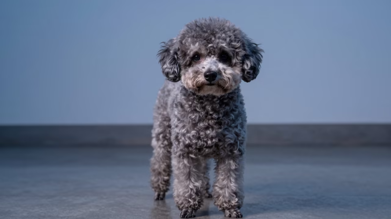 Teacup Poodle Portrait in Manaus Twilight Studio in in a quiet portrait studio with a plain backdrop and eye-level framing in Manaus