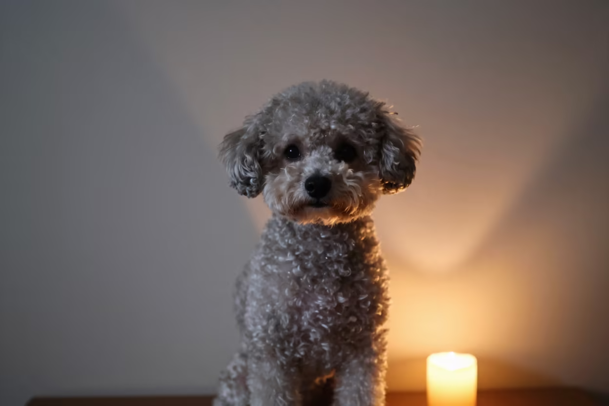 Teacup Poodle Portrait in Maun Indoor Light in beside a plain plaster wall in soft indoor light with the animal centered in frame in Maun
