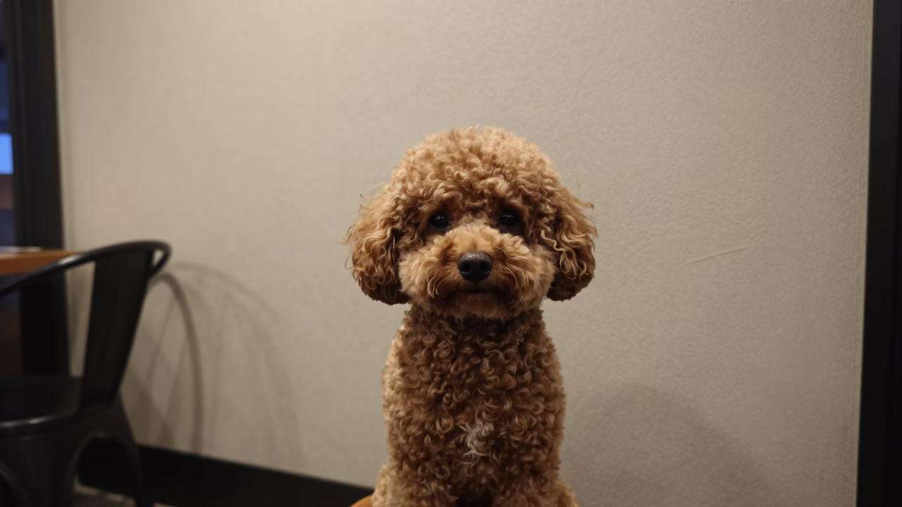 Teacup Poodle Portrait in Moundou Soft Light in beside a plain plaster wall in soft indoor light with the animal centered in frame near Moundou