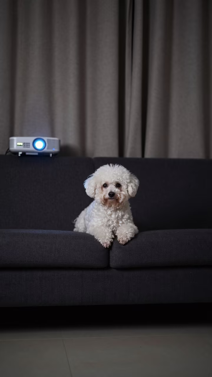 Teacup Poodle Portrait in Nigerian Dawn Light in on a sofa near a curtained window with calm indoor light in Ogbomosho