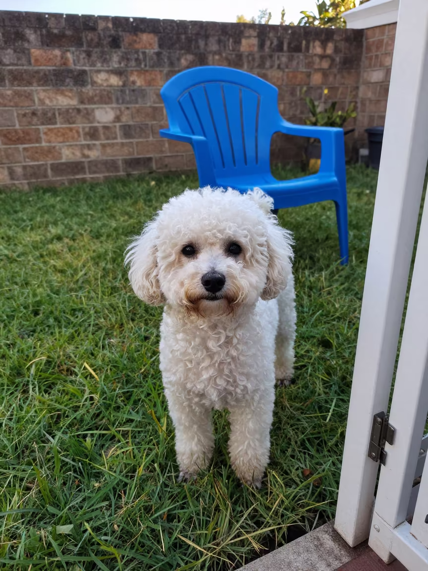 Teacup Poodle Portrait in Noida Yard in in a small yard with clipped grass, calm light, and the animal centered in frame in Noida