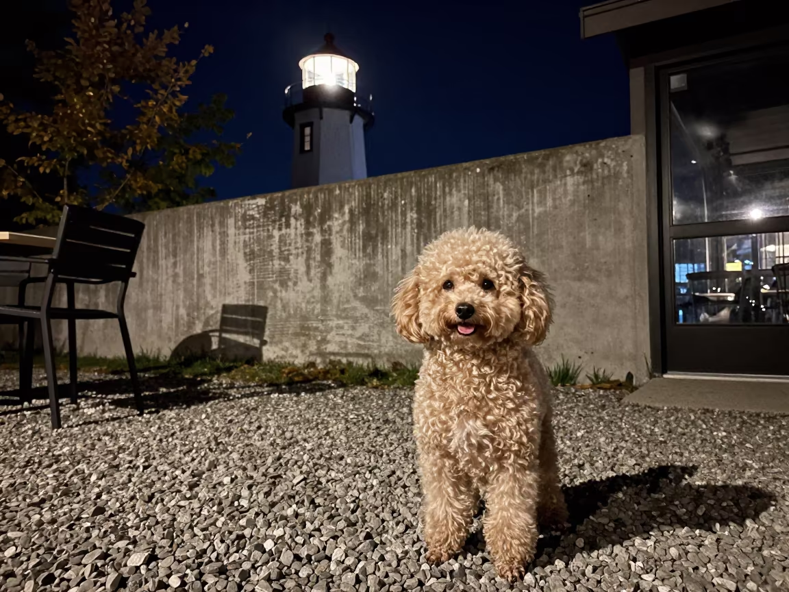 Teacup Poodle Portrait in Oshawa Courtyard Light in beside a plain courtyard wall in clear daylight with the animal at eye level near Oshawa