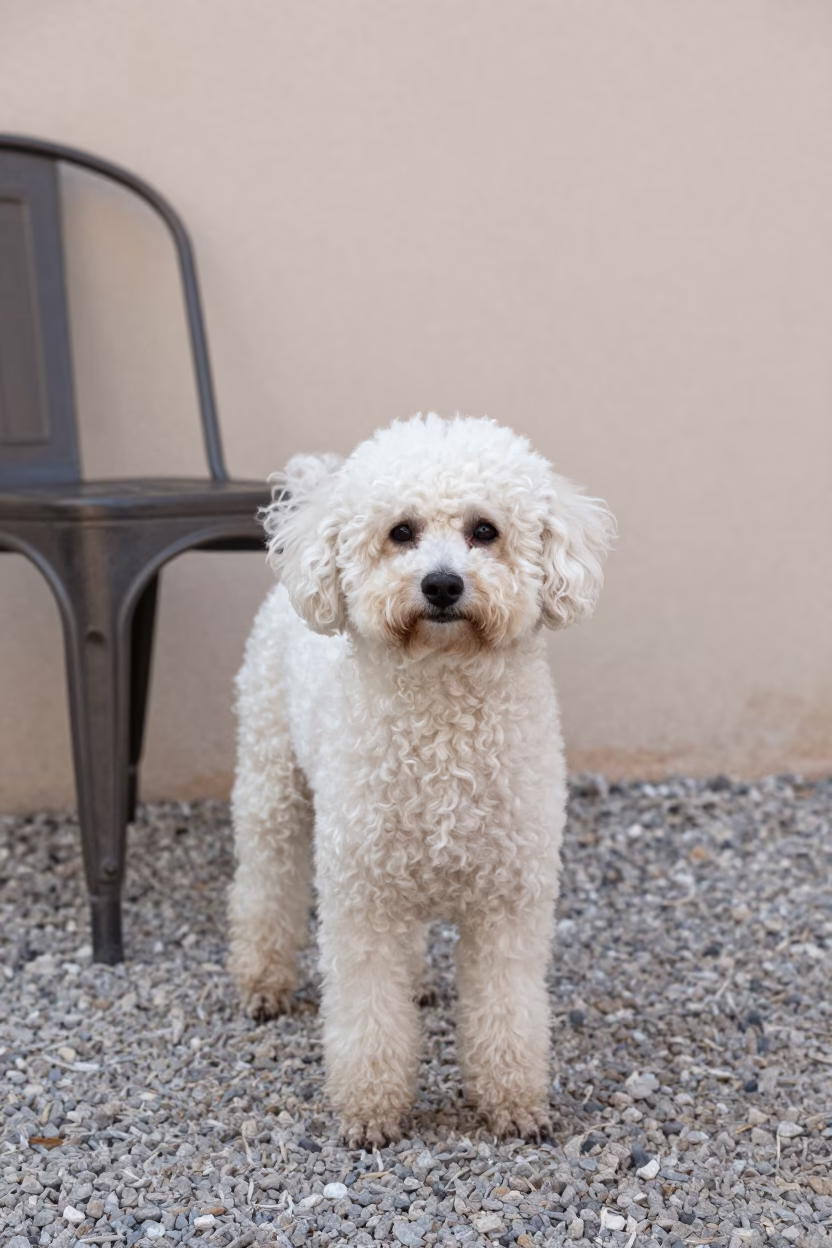 Teacup Poodle Portrait in Ouargla Courtyard in beside a plain courtyard wall in clear daylight with the animal at eye level in Ouargla