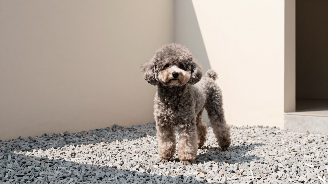 Teacup Poodle Portrait in Saigon Courtyard in beside a plain courtyard wall in clear daylight with the animal at eye level in Ho Chi Minh City