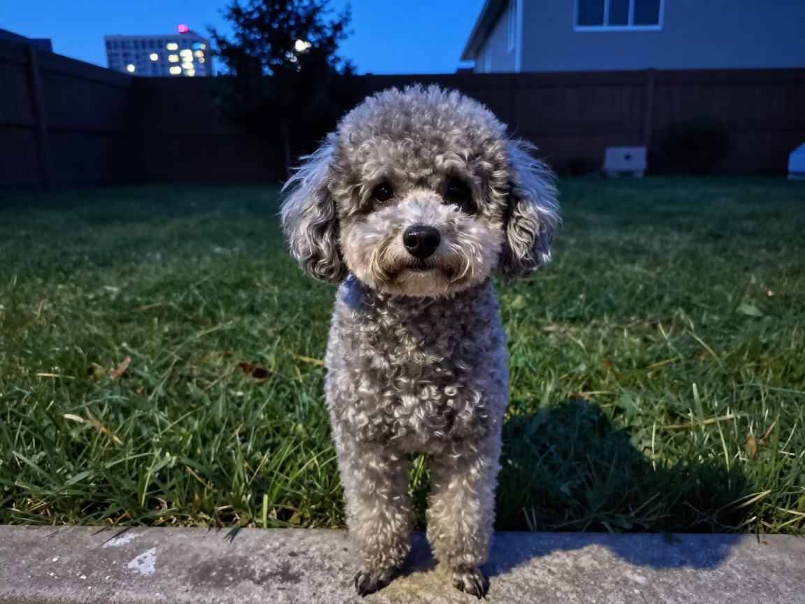 Teacup Poodle Portrait in Shenzhen Twilight Yard in in a small yard with clipped grass, calm light, and the animal centered in frame in Shenzhen