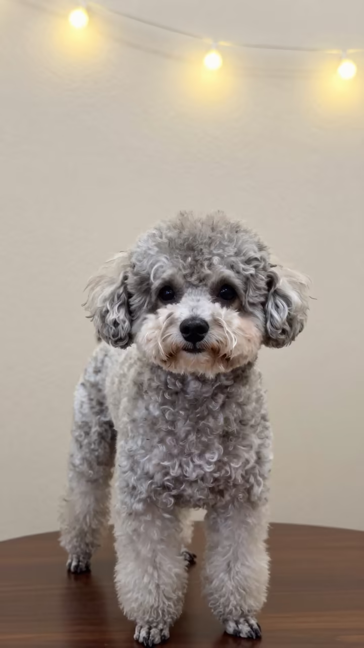 Teacup Poodle Portrait in Soft Indoor Light in beside a plain plaster wall in soft indoor light with the animal centered in frame in Wuhan