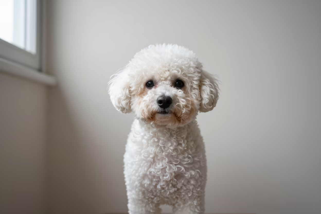 Teacup Poodle Portrait in Soft North Window Light in beside a plain plaster wall in soft indoor light with the animal centered in frame in Rochester